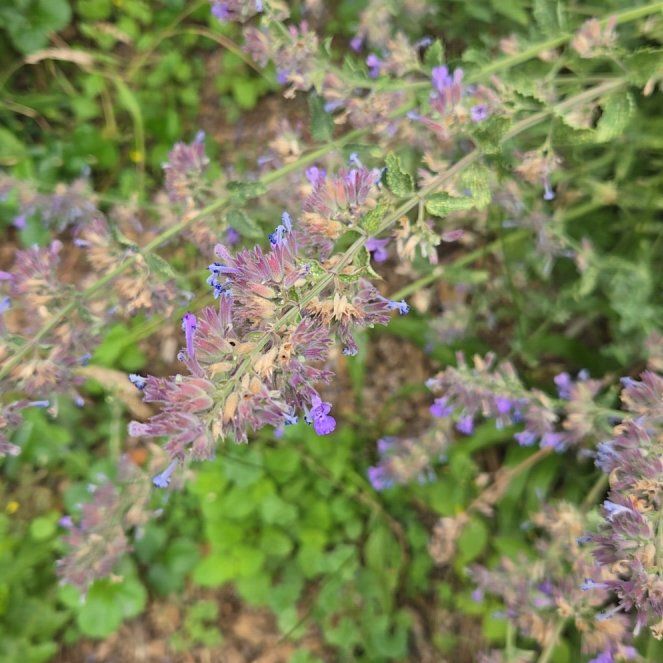 Photo of the plant species Hyssop by @PluckySalsa named Darwin on Greg, the plant care app