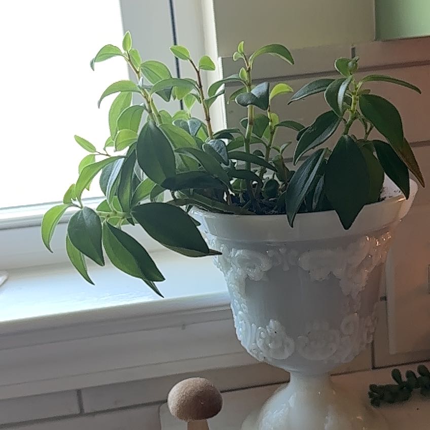 Photo of the plant species Peperomia glabella var. nudipetiolata by @IntegralGrass named Joelle on Greg, the plant care app