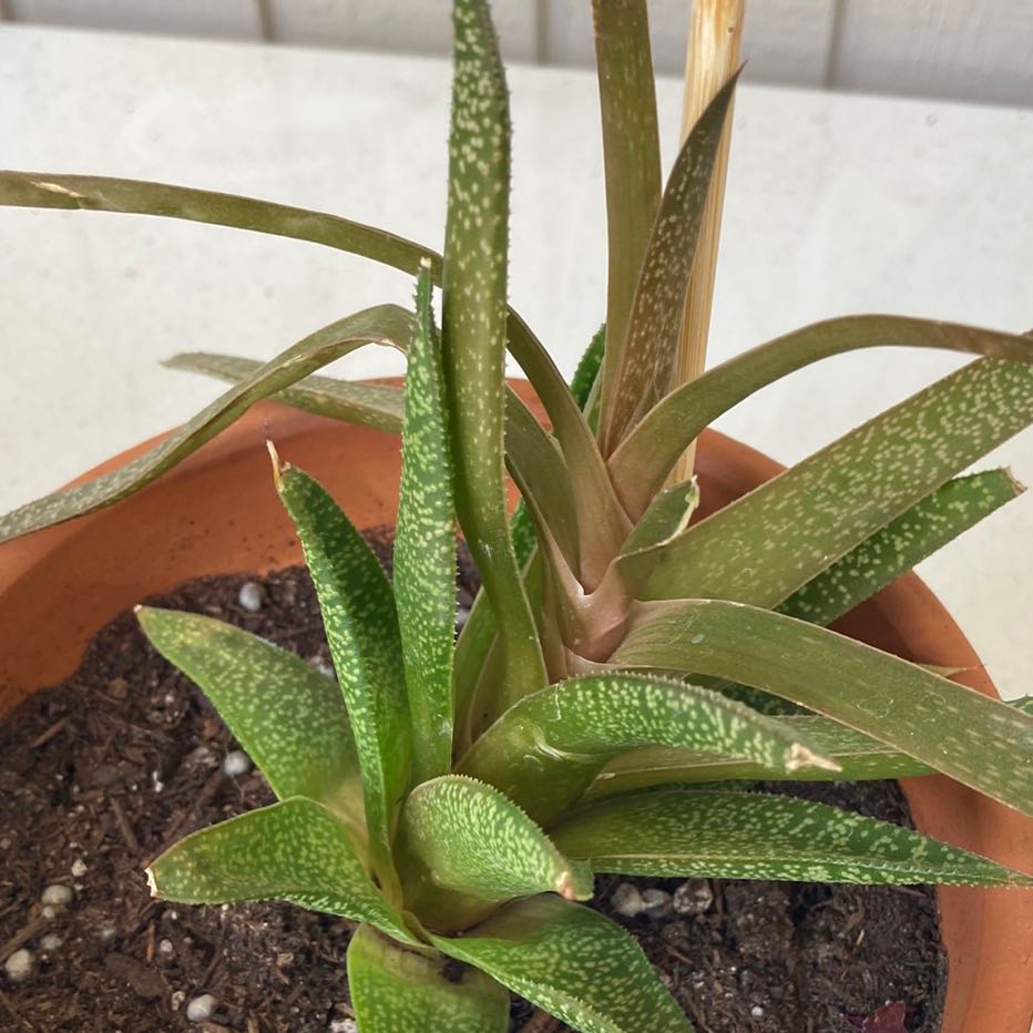 Gasteraloe 'Flow' plant in a terracotta pot with some browning leaves and visible soil.