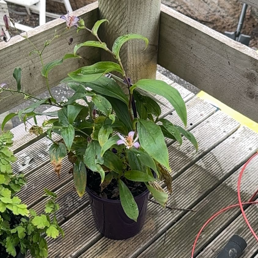 Photo of the plant species Toad Lily by @DeftSealettuce named Lola on Greg, the plant care app