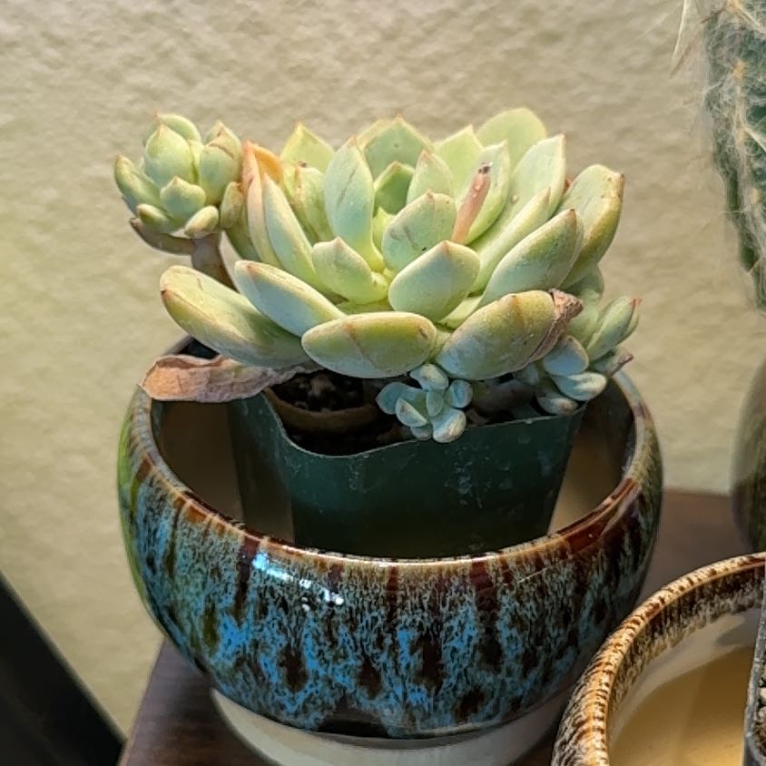 Photo of the plant species Echeveria 'Moonglow' by @ZarfMistletoes named Kendall on Greg, the plant care app