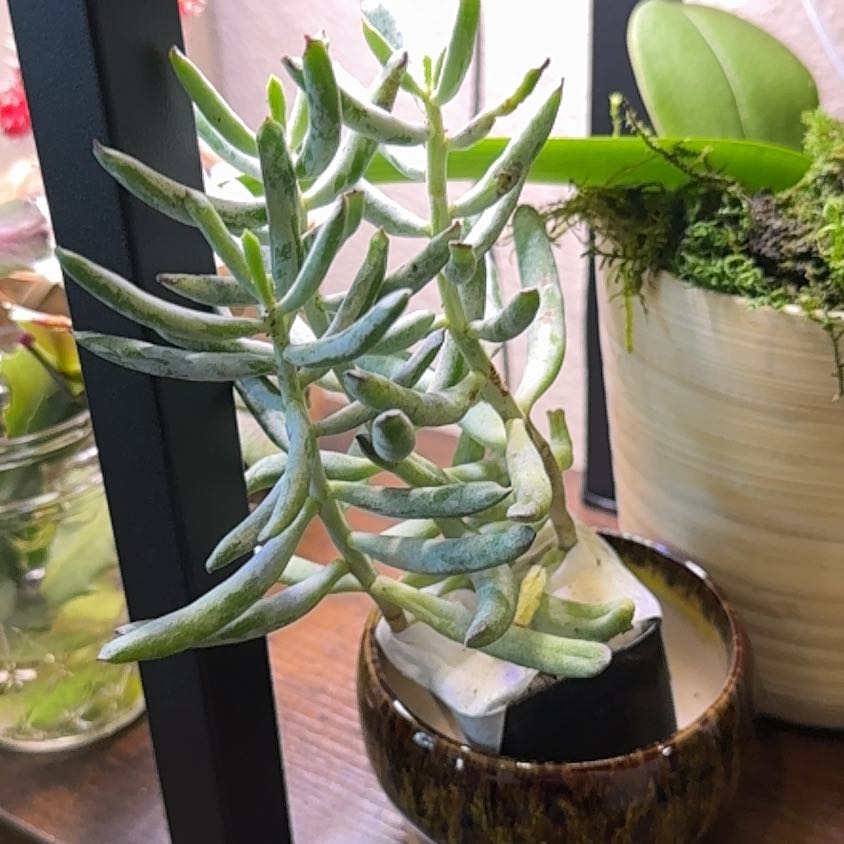 Photo of the plant species Cotyledon orbiculata var. flanaganii by @ZarfMistletoes named Sage on Greg, the plant care app