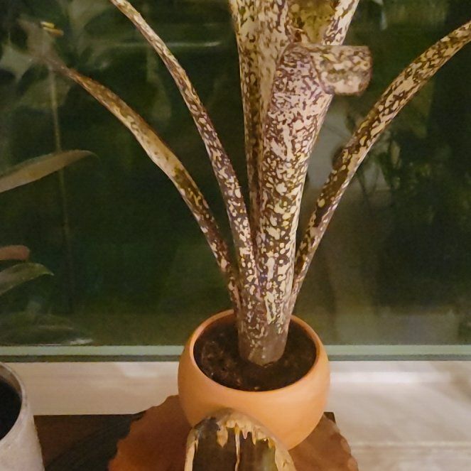 Photo of the plant species Billbergia 'Hallelujah' by @RationalAsarina named Gobi on Greg, the plant care app