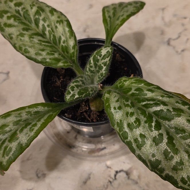 Photo of the plant species Streptocarpus 'Pretty Turtle' by @RationalAsarina named Darwin on Greg, the plant care app