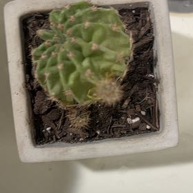 Photo of the plant species Easter Lily Cactus by @PixelLadybug named Rainier on Greg, the plant care app