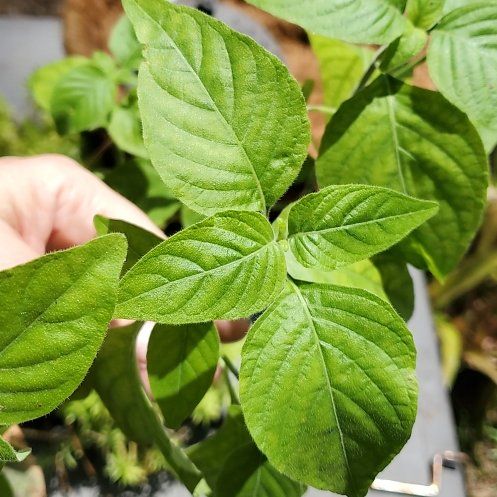 Photo of the plant species Broadleaf Enchanter's Nightshade by @WholeFeverfew named Lola on Greg, the plant care app