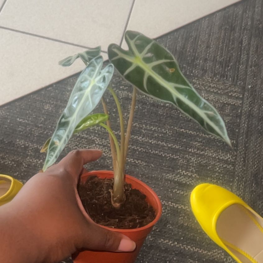 Photo of the plant species Amazonian Elephant's Ear by @EarthyNoblefir named Delilah on Greg, the plant care app