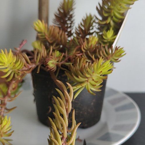 Photo of the plant species Mexican Stonecrop by @RealRockweed named Viktor on Greg, the plant care app