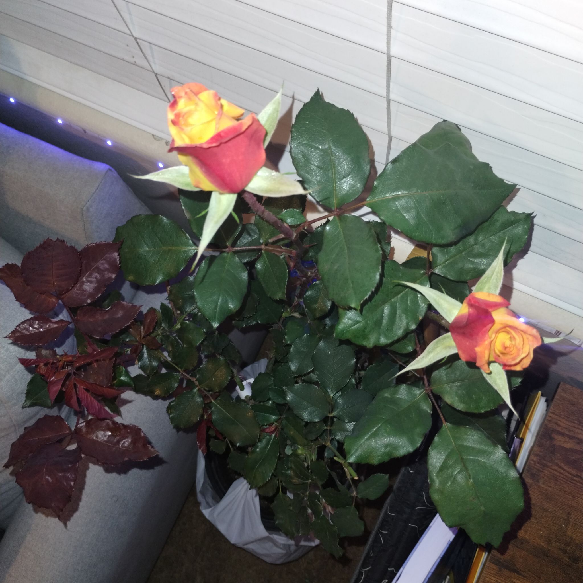 Photo of the plant species Rio Samba Rose by @AdeptBurlemarx named Ted on Greg, the plant care app