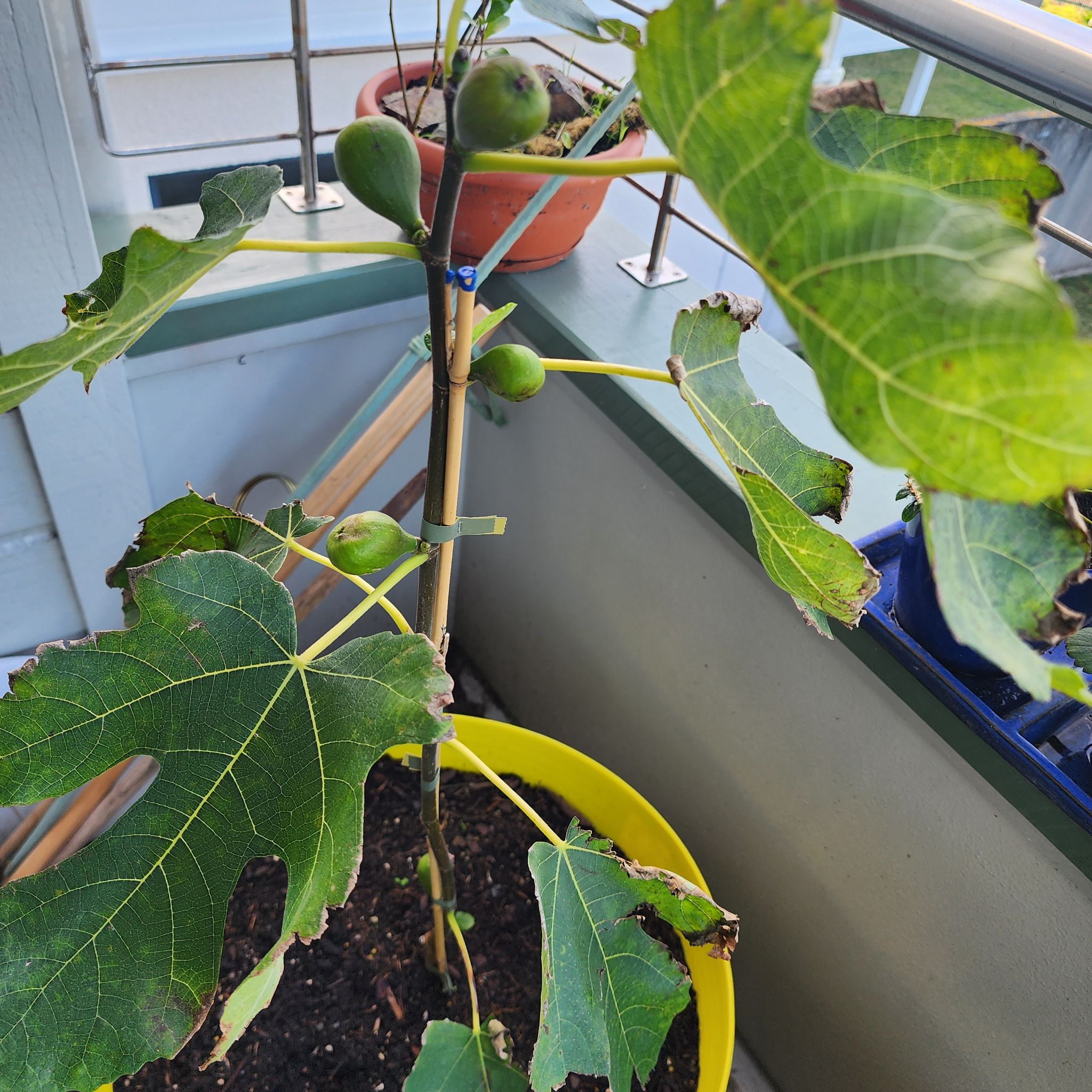 Photo of the plant species Negronne Fig by @SilveryTozzia named Spike Leaves on Greg, the plant care app