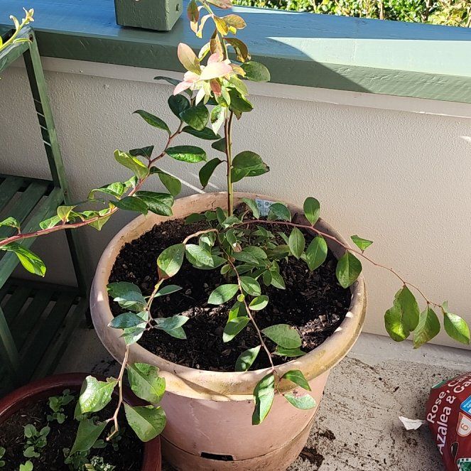 Photo of the plant species Tifblue Rabbit Eye Blueberry by @SilveryTozzia named Kylie on Greg, the plant care app