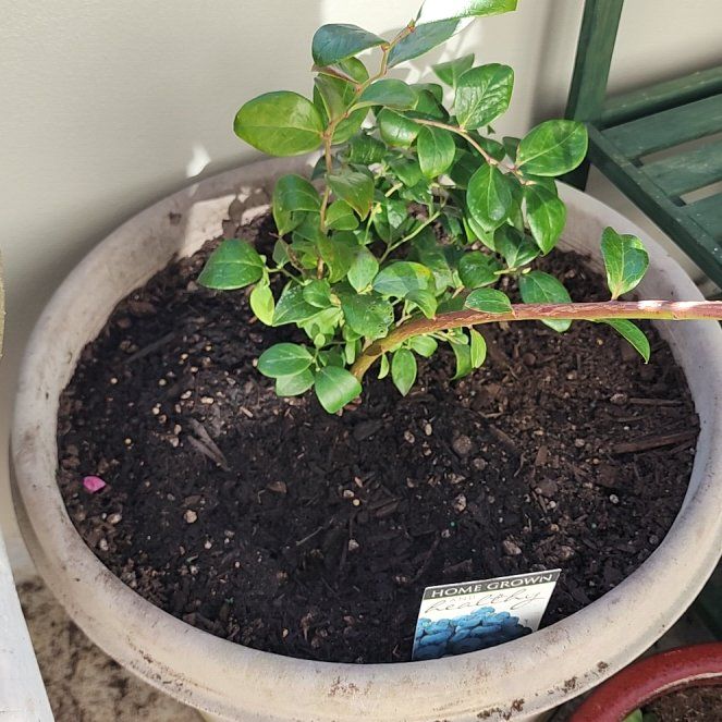 Photo of the plant species Brightwell Rabbit Eye Blueberry by @SilveryTozzia named Mochi on Greg, the plant care app