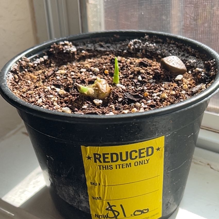 Photo of the plant species Ginger Root by @RC_Lady named Morgan on Greg, the plant care app