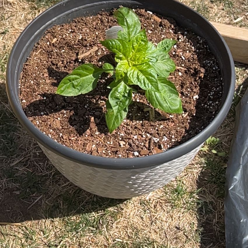 Photo of the plant species Orange Habanero by @RC_Lady named Hot Mama on Greg, the plant care app