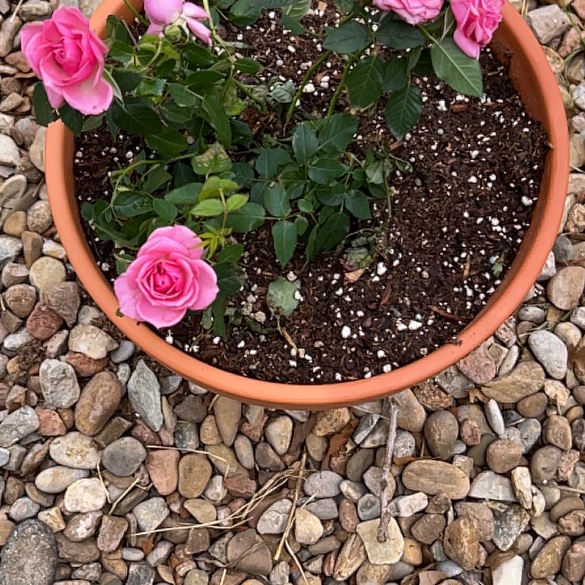 Photo of the plant species Cordana Rose by @RC_Lady named F.R.E.D. on Greg, the plant care app
