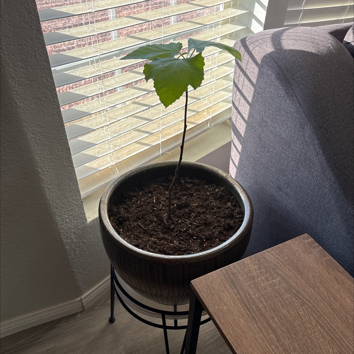 Photo of the plant species Violette De Bordeaux Fig by @SalientCordmoss named Venus on Greg, the plant care app