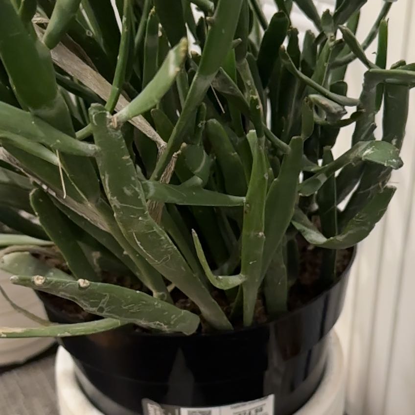 Photo of the plant species Euphorbia xylophylloides by @WillMexicanyam named Leonardo on Greg, the plant care app