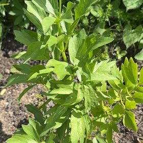 Photo of the plant species Lovage by @ZestySilktree named Xena on Greg, the plant care app