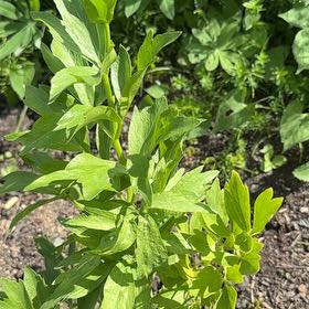 Photo of the plant species Lovage by @ZestySilktree named Lavender on Greg, the plant care app