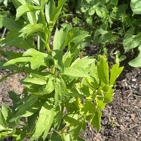 Photo of the plant species Lovage by @ZestySilktree named Bieber on Greg, the plant care app
