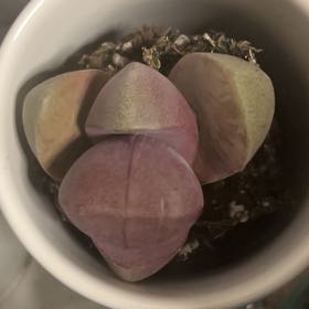 Photo of the plant species Bacchus by @ManlyGuavatree named Queen on Greg, the plant care app