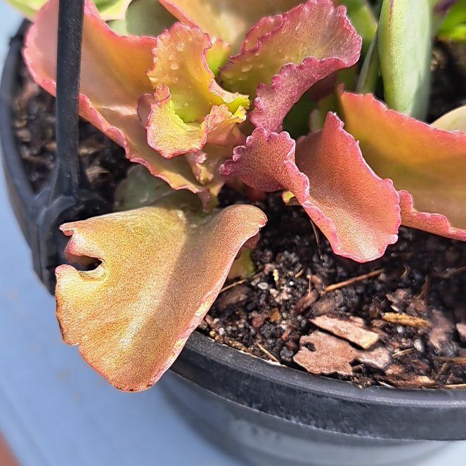 Photo of the plant species Echeveria 'Takasago No Okina' by @ZestTeucridium named Dax on Greg, the plant care app