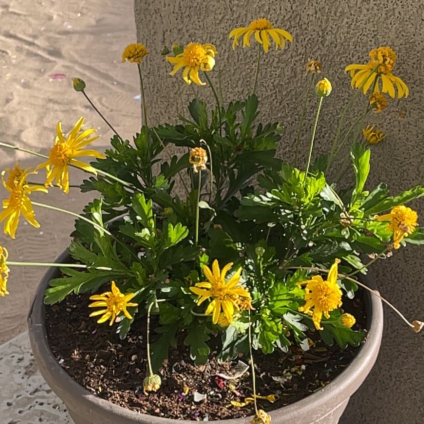 Potted African Bush Daisy with yellow flowers and green leaves.