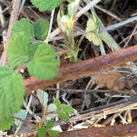 Photo of the plant species California Blackberry by @WhizCapesundew named Bruce Lee on Greg, the plant care app