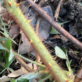 Photo of the plant species Wine Raspberry by @WhizCapesundew named Einstein on Greg, the plant care app
