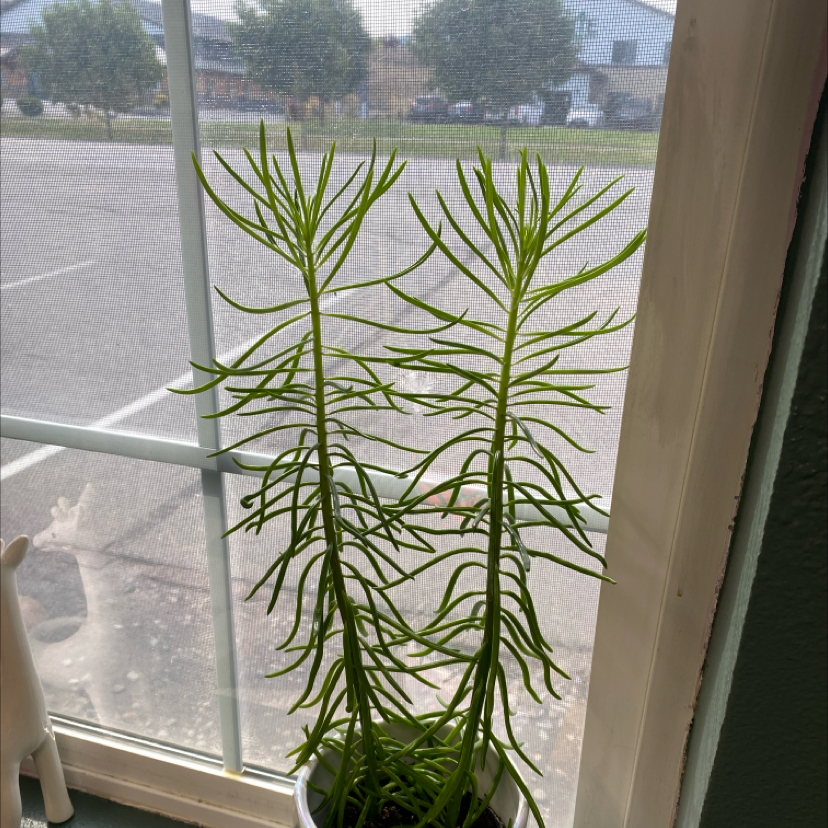 Photo of the plant species Senecio Himalaya by @TunefulCapemay named Rihanna on Greg, the plant care app