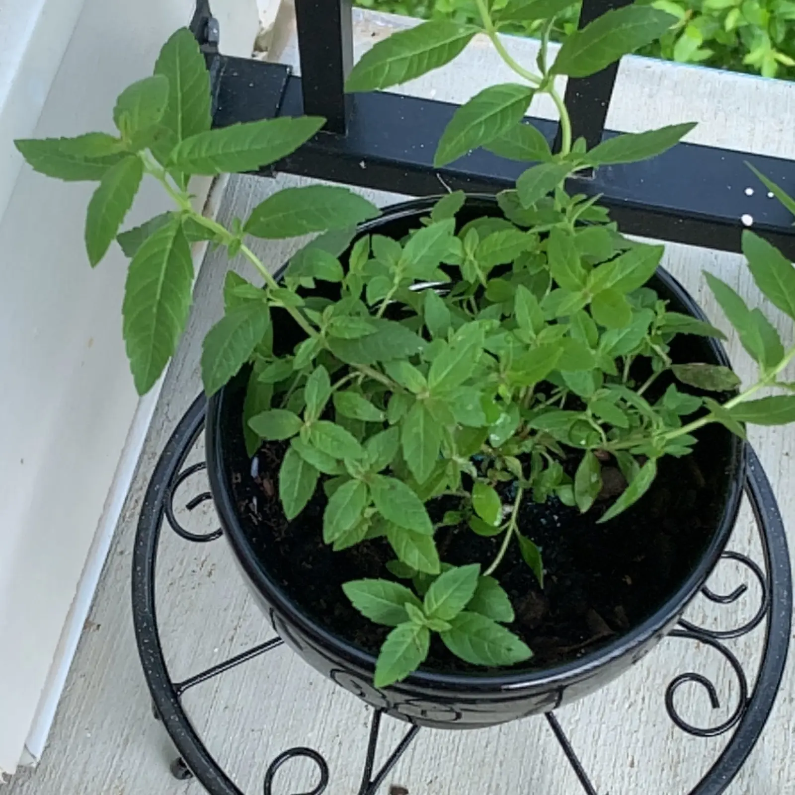 Potted lemon verbena plant with healthy green leaves on a decorative stand.
