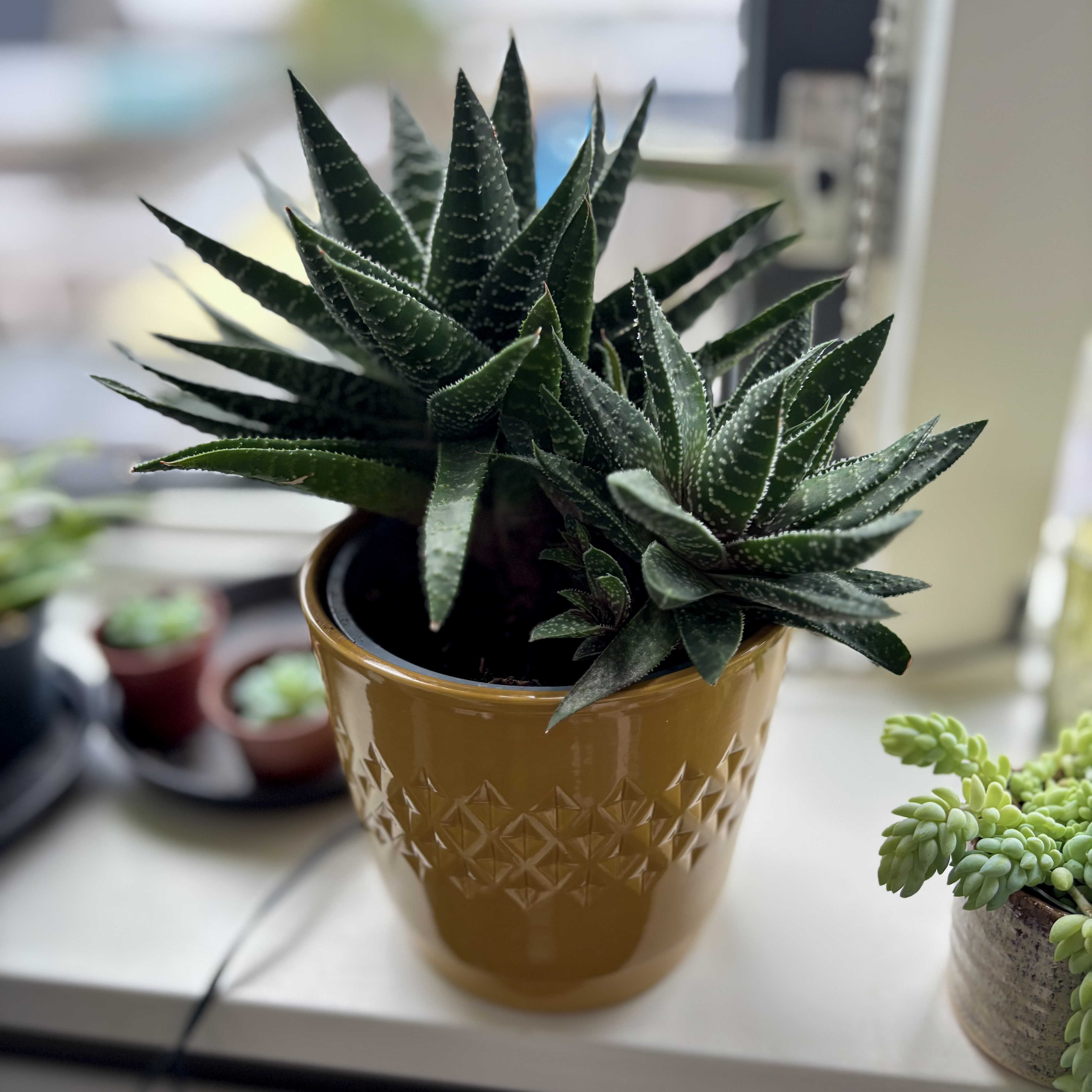 Spiky Boy