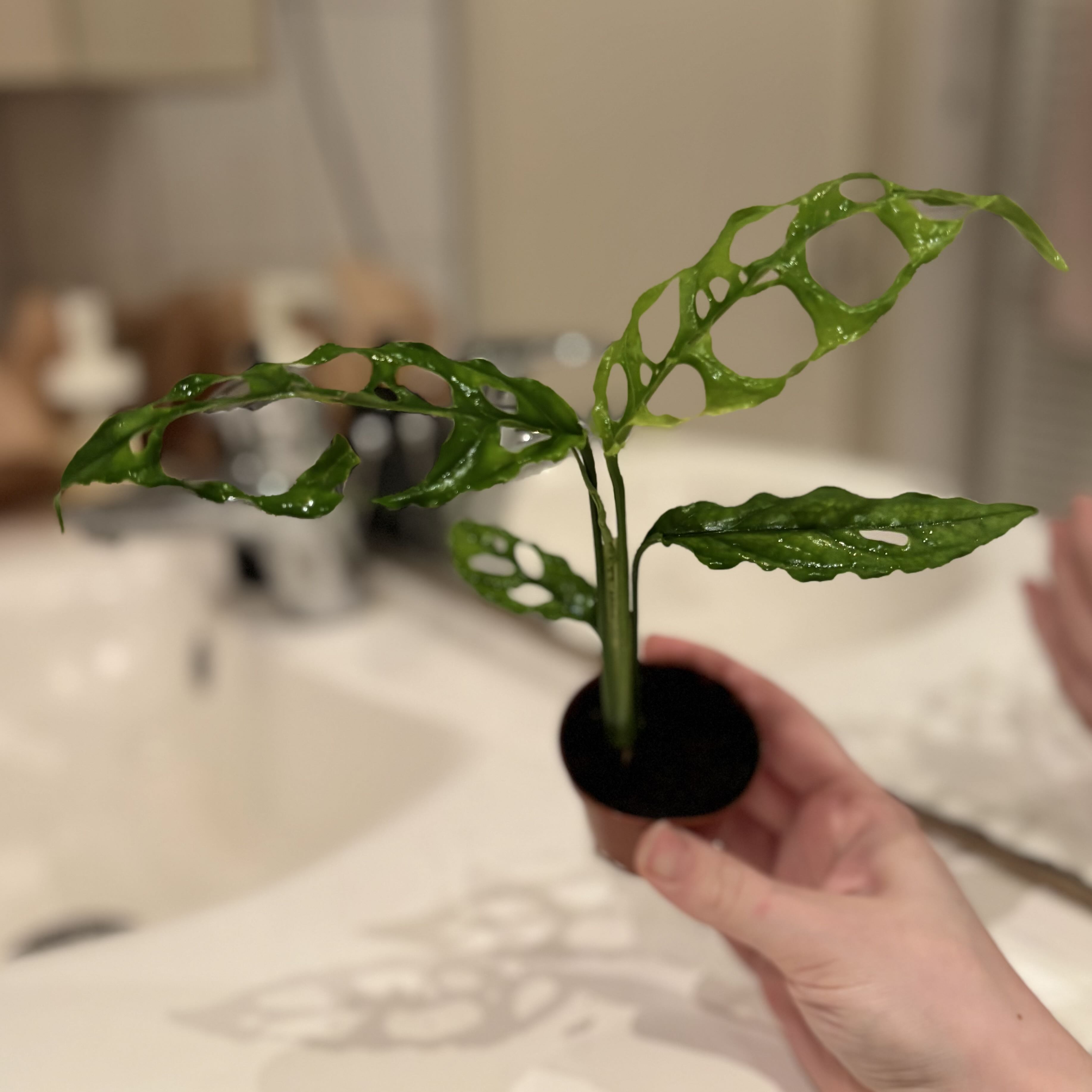 Monstera Obliqua (?)