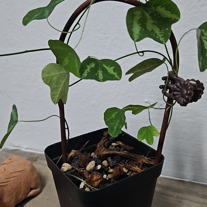 Photo of the plant species Passion Vine by @DashingKanono named Anne on Greg, the plant care app