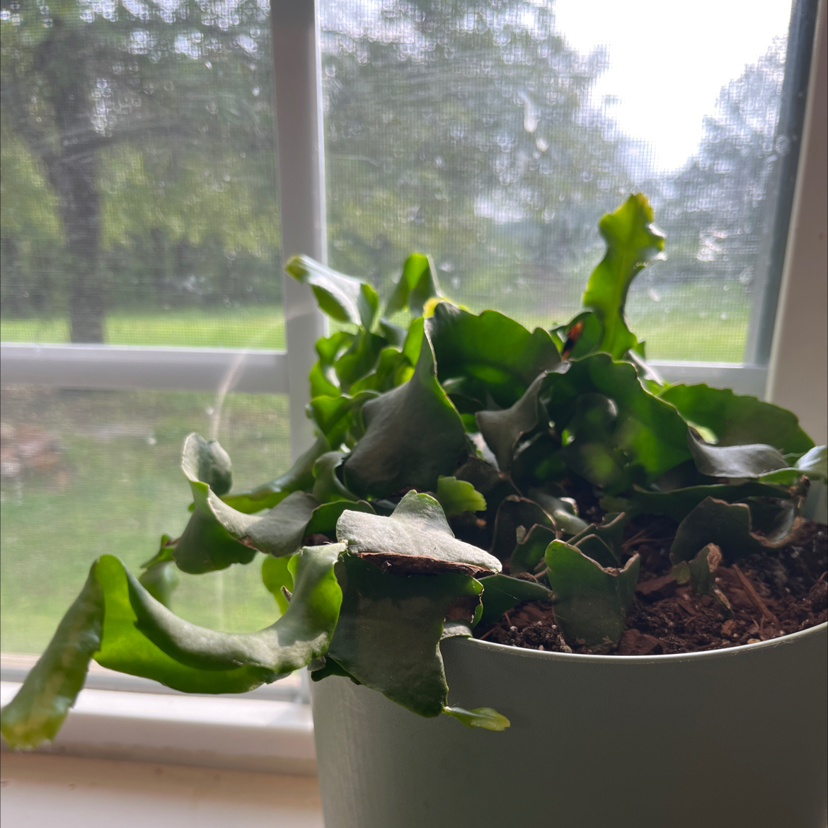 Curly Locks Orchid Cactus in a pot near a window with visible soil.