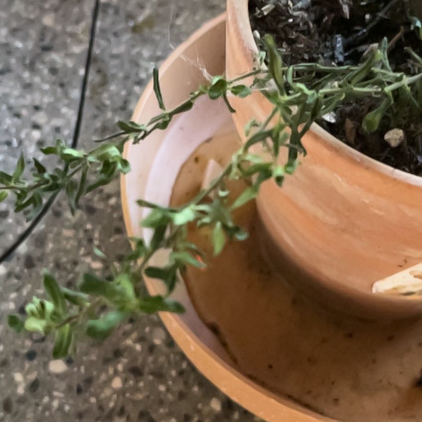 Photo of the plant species Cuphea by @PrizeRedpepers named Harmony on Greg, the plant care app