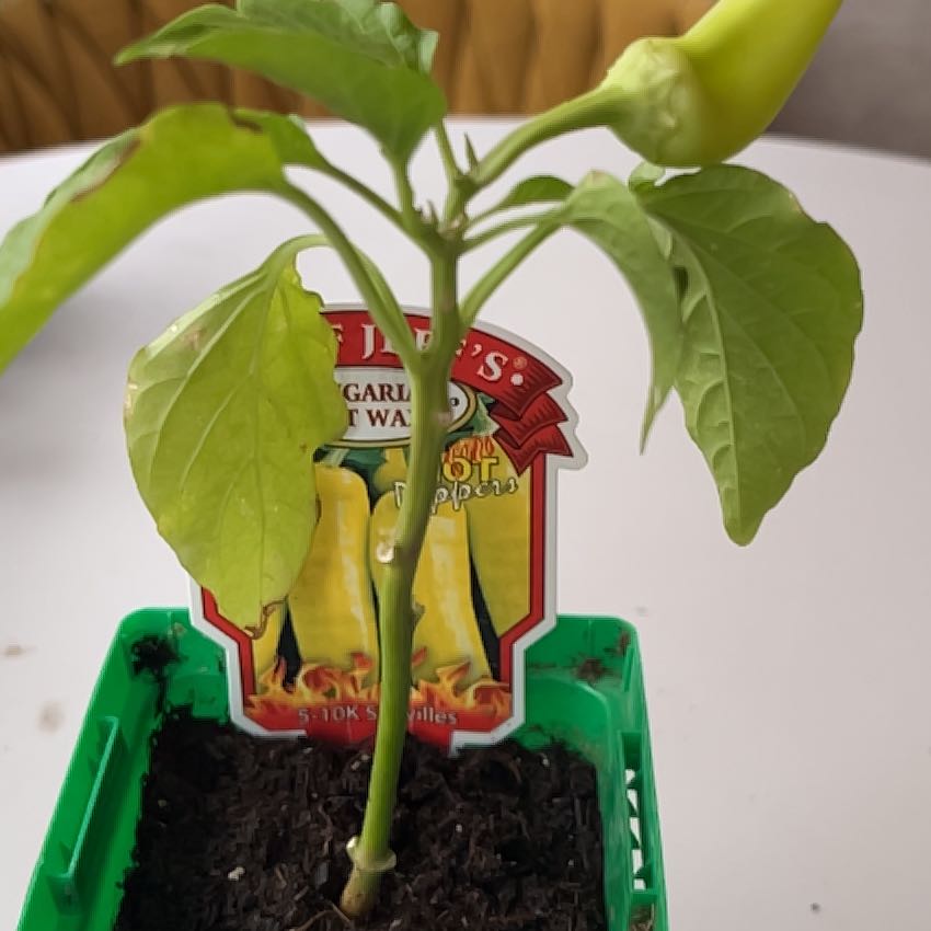 Photo of the plant species Hungarian Wax Pepper by @PrizeRedpepers named Mollie on Greg, the plant care app