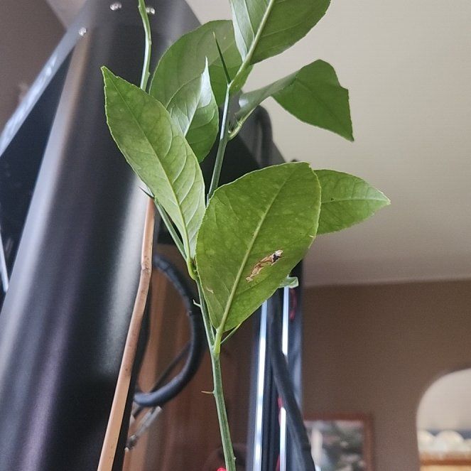Photo of the plant species Weeping Yoshino by @ActiveSpinach named Bodhi on Greg, the plant care app