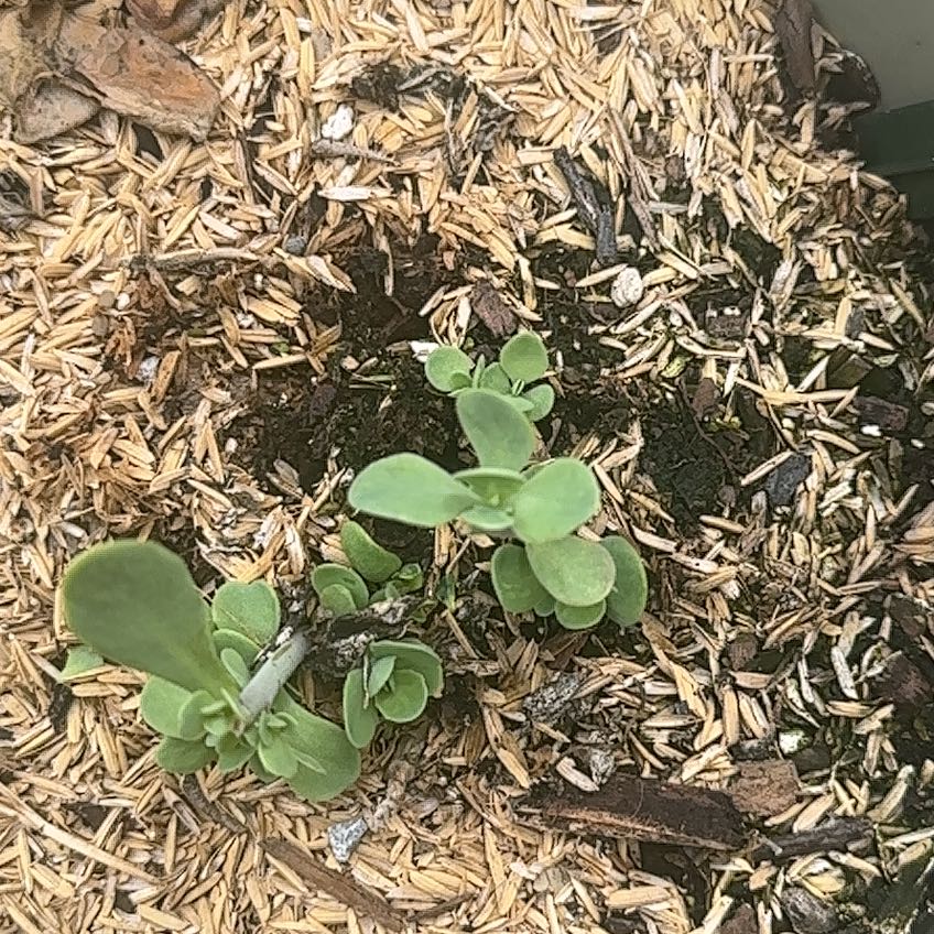 Photo of the plant species sedum spectabile by @SavvyBrushbox named Bee Balm on Greg, the plant care app