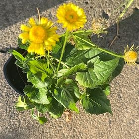 Photo of the plant species leopard's bane by @SavvyBrushbox named Leopards Bane on Greg, the plant care app