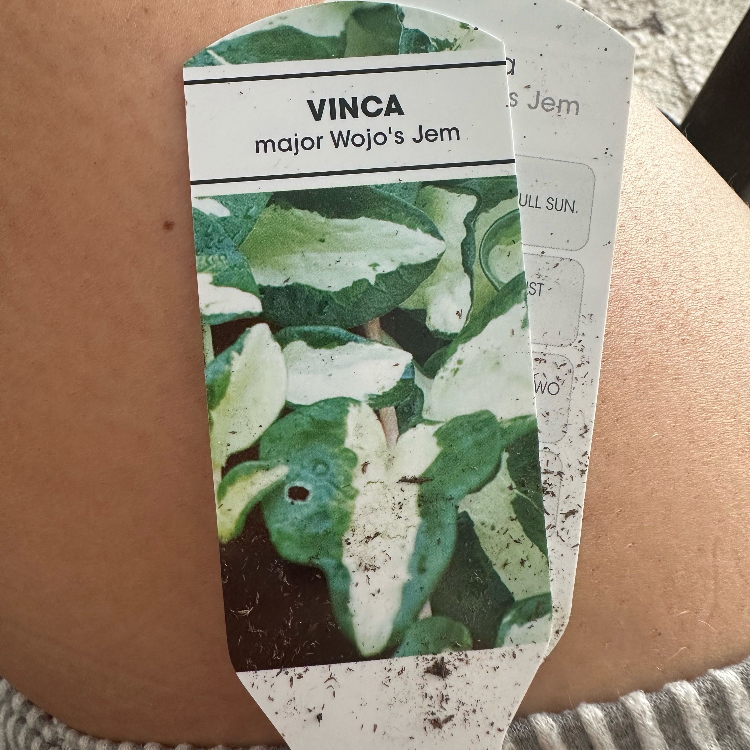 Photo of the plant species Wojo's Jem by @SavvyBrushbox named Vinca vines on Greg, the plant care app