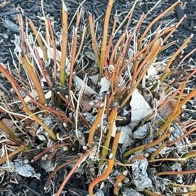 Photo of the plant species Ivory Halo Dogwood by @SavvyBrushbox named Oscar on Greg, the plant care app