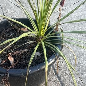 Photo of the plant species Mountain Cabbage Tree by @SavvyBrushbox named Tropical Grass on Greg, the plant care app