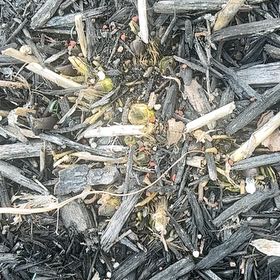 Photo of the plant species Hosta 'Satisfaction' by @SavvyBrushbox named Sanders on Greg, the plant care app