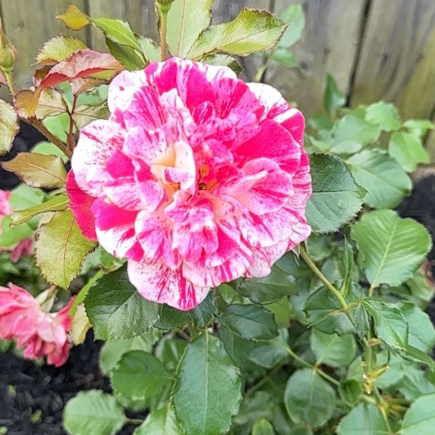 Plant care for Pink Sky Petunia on Greg, the plant care app