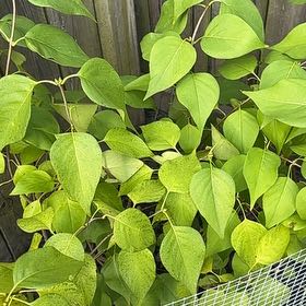 Photo of the plant species Lilac Blue Sentara by @SavvyBrushbox named Orwell on Greg, the plant care app
