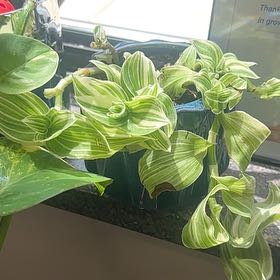 Photo of the plant species Tradescantia fluminensis 'White Stripes' by @SavvyBrushbox named Curie on Greg, the plant care app
