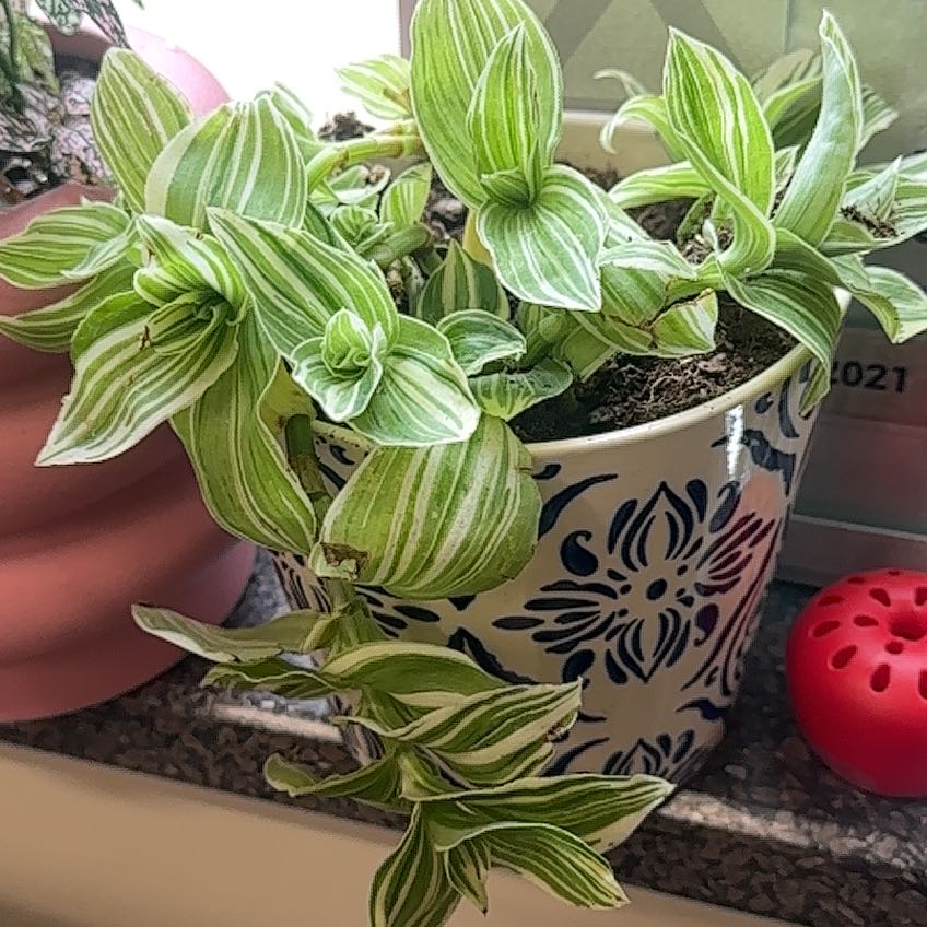 Photo of the plant species Tradescantia fluminensis 'White Stripes' by @SavvyBrushbox named Tradescantia White on Greg, the plant care app