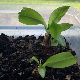 Photo of the plant species Lily-of-the-Valley by @MindfulRoselle named Ulysses S Plant on Greg, the plant care app