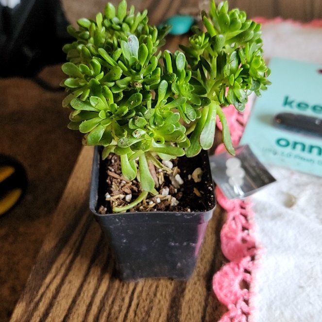 Photo of the plant species irish blessing tree by @PrettyStonecrop named Khaleesi on Greg, the plant care app